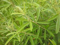 Eriosema psoraleoides