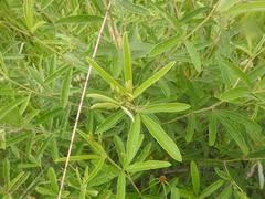 Eriosema psoraleoides