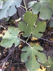 Ficus carica