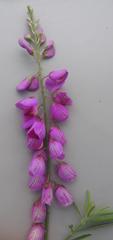 Polygala virgata virgata
