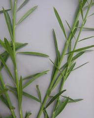 Polygala virgata virgata