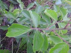 Pseudarthria hookeri