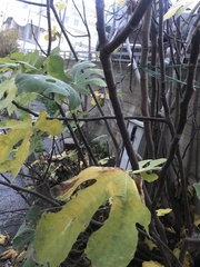 Ficus carica