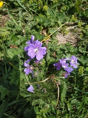 Geranium gymnocaulon