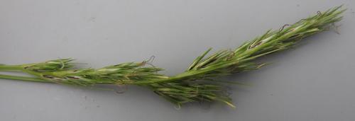 Scleria melanomphala, 2021-12-07
