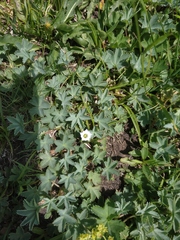 Gentiana aquatica
