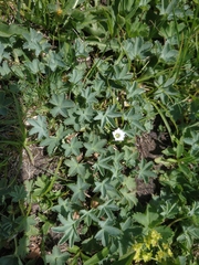 Gentiana aquatica
