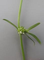 Spermacoce natalensis