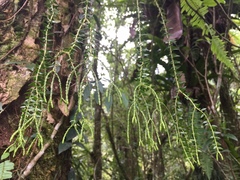 Phlegmariurus phlegmaria