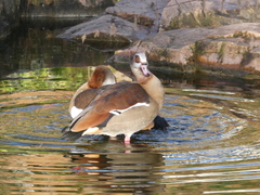 Alopochen aegyptiaca