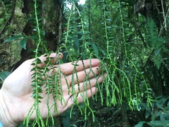 Phlegmariurus phlegmaria