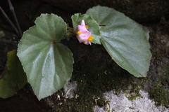 Begonia semperflorens-cultorum