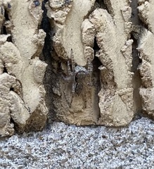 Menemerus bivittatus