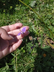 Geranium gymnocaulon