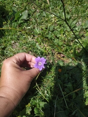Geranium gymnocaulon