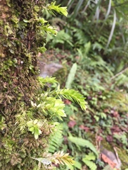 Phlegmariurus fordii