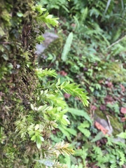 Phlegmariurus fordii