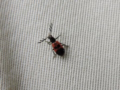 Pelonides quadripunctata