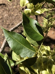 Ateleia herbert-smithii