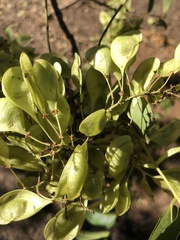 Ateleia herbert-smithii