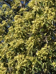 Ateleia herbert-smithii