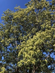 Ateleia herbert-smithii