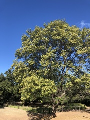 Ateleia herbert-smithii