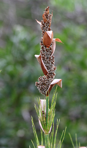 Broom Reed