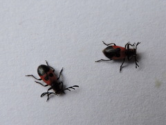 Pelonides quadripunctata