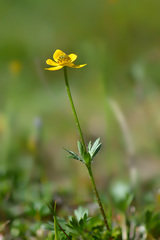 Anemonastrum speciosum