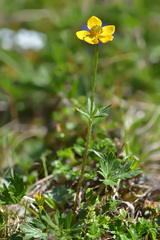 Anemonastrum speciosum