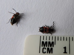 Pelonides quadripunctata