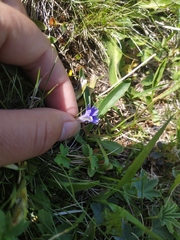 Gentiana dshimilensis