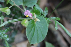 Begonia semperflorens-cultorum
