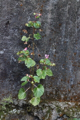 Begonia semperflorens-cultorum