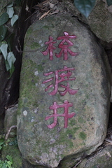 Begonia semperflorens-cultorum