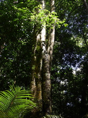 Brosimum guianense