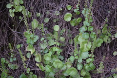 Umbilicus schmidtii