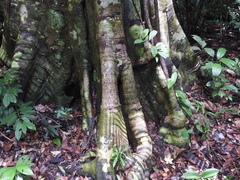 Brosimum guianense