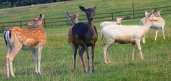 Fallow Deer photo 5