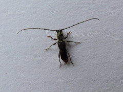 Molorchus bimaculatus