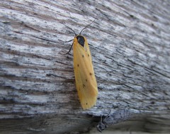 Setina irrorella