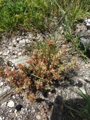 Sedum tenellum