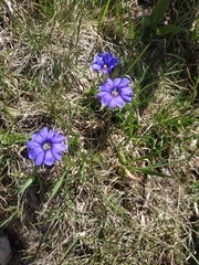 Gentiana dshimilensis