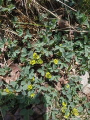 Sibbaldia parviflora