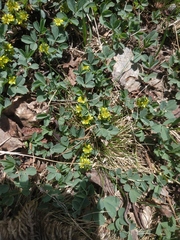 Sibbaldia parviflora
