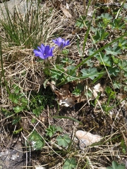Gentiana dshimilensis