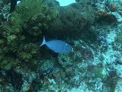 Xanthichthys ringens