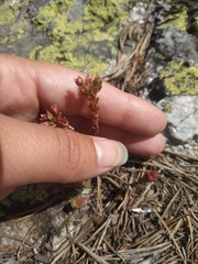 Sedum tenellum