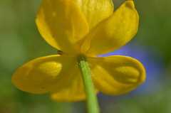 Anemonastrum speciosum